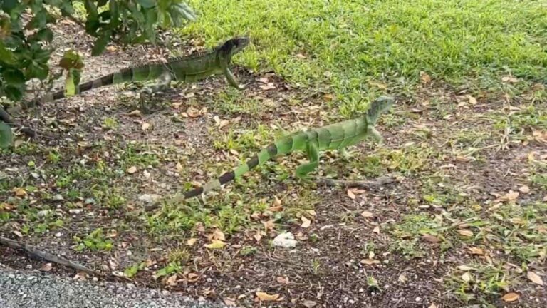 Tenga cuidado con las iguanas aturdidas por el frío con el clima frío en el pronóstico del fin de semana