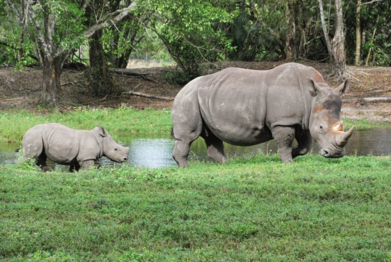 Los rinocerontes bebé debutan en Lion Country Safari