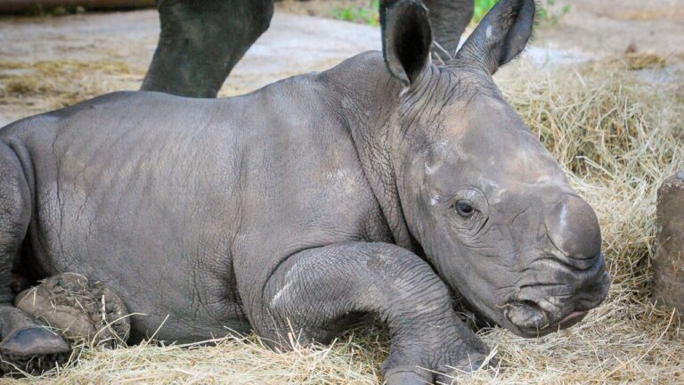 Lion Country Safari anuncia el nacimiento de un bebé rinoceronte blanco del sur llamado Orion